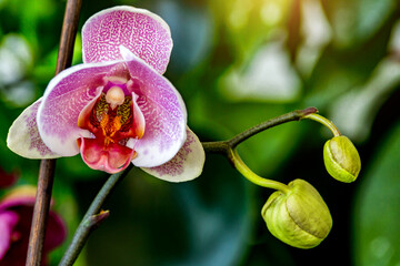 Beautiful tropical orchid flowers.Nice big branch of orchid flowers blooming, close up macro nature