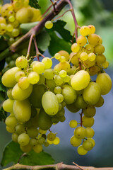White wine grapes in vineyard on day time.Ripe green grape in vineyard.Green grape on the vine in garden.