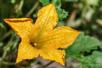 Flowering pumpkin.Growing pumpkins in the garden in the garden.yellow Flowers of courgette, zucchini. Yellow pumpkin flower in garden on blurred background