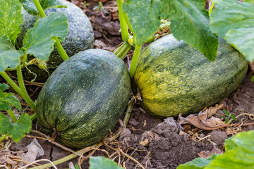 pumpkin yellow green close up.Growing pumpkins in the garden in the garden.A view of a field. Orange pumpkins growing in the garden. Autumn october.