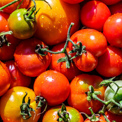 Colorful organic tomatoes.Assortment of tomatoes. Plenty fresh tomatoes of various colors and cultivar background texture.Growing healthy vegetables.