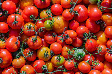 Colorful organic tomatoes.Assortment of tomatoes. Plenty fresh tomatoes of various colors and cultivar background texture.Growing healthy vegetables.
