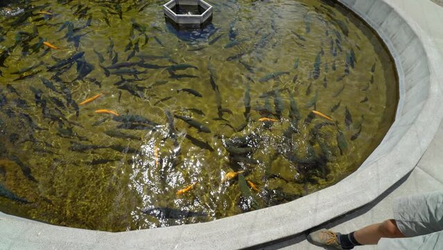 Feeding farmed fish at hatchery in Montana