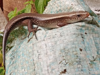 lizard on the rock