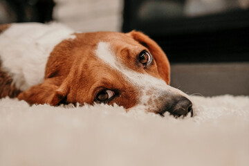 portrait of a dog