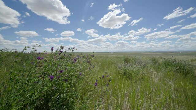 Big Sky pan of prairie flowers and grasses in wind