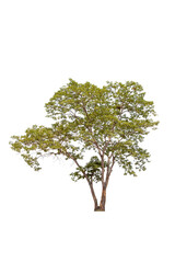 Obraz premium Trees no background for design