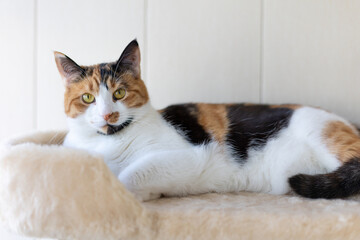 Beautiful domestic tricolor cat with yellow (amber) lies on the cat play complex indoors and...