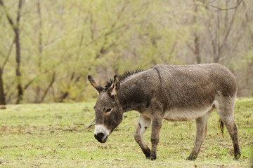 Mini donkey with wet fur, walking through rain weather in Texas farm field.