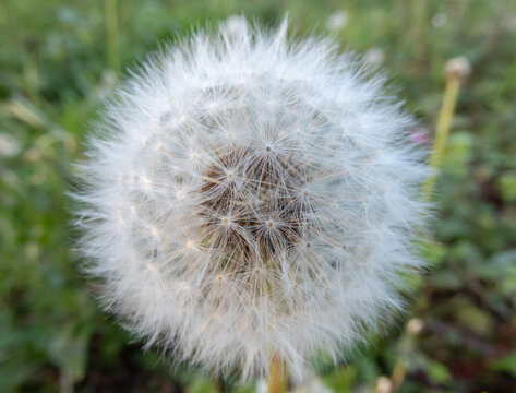 Dandelion or taraxacum officinale seedhead