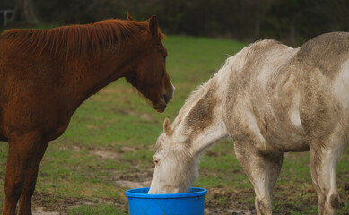 Pair of horses on farm closeup at mineral tub, equine nutrition concept. - 767972812