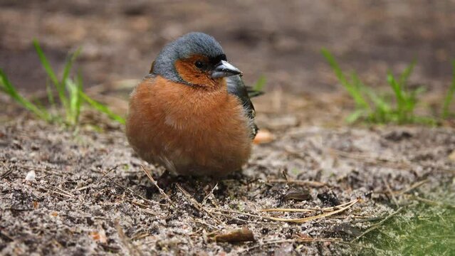 Chaffinch jumping on the ground. Common chaffinch (Fringilla coelebs) is widespread small passerine bird in the finch family. Male is brightly coloured with a blue-grey cap and rust-red underparts.