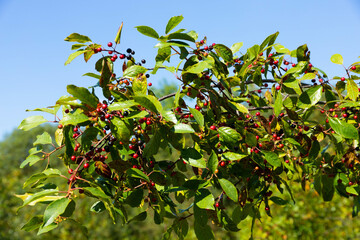 Red and Black Wild Berries with Green Leaves