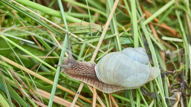 A grape snail crawling through the grass in a rural vegetable garden.