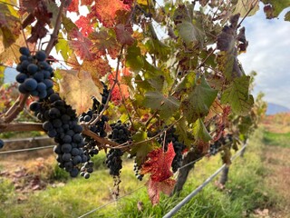 red wine grapes