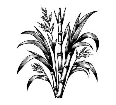 Sugarcane plant hand drawn vector illustration graphic