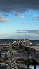 wooden pier in the sea