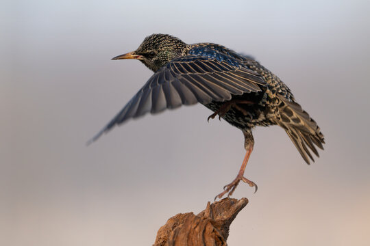 Szpak szykujący się do lotu