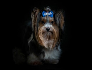 Adorable biewer terrier with a bow isolated on a black background