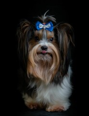 Adorable biewer terrier with a bow isolated on a black background