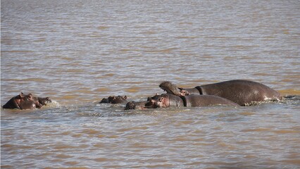 Fototapeta premium a group of hippos are wading in the water together