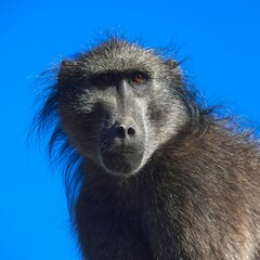 a monkey that is sitting down looking around with its hair blowing in the wind
