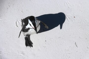 High-resolution close-up shot of an Adelie penguin walking across a snow-covered landscape © Wirestock