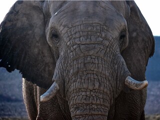 an elephant with very large tusks standing in a field