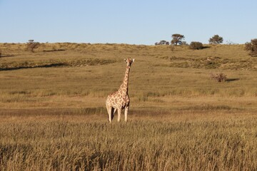 Image features a giraffe standing in a lush field on a sunny day - obrazy, fototapety, plakaty