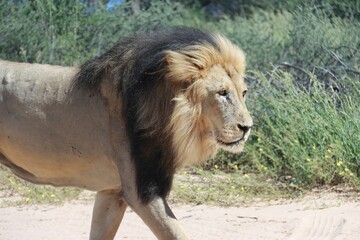 a large lion walking down a path in the wild a few months ago