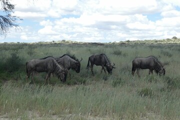 Fototapeta premium Large herd of wildebeest is pictured in a vibrant green field amongst a backdrop of shrubbery