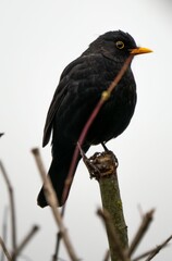 Closeup shot of a blackbird perched atop a thin branch of a bare tree.