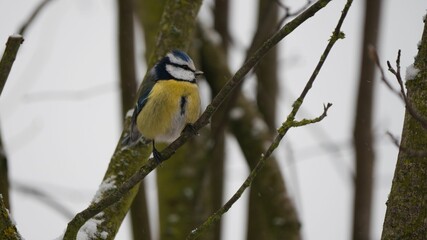 Closeup of a majestic Eurasian blue tit bird perched on a tree branch