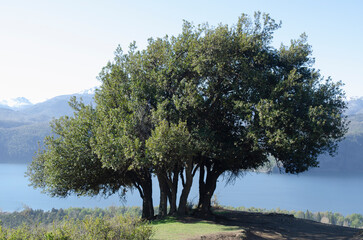 maiten or Maytenus boaria, autochthonous tree native to Argentine Patagonia, in San Martín de los...