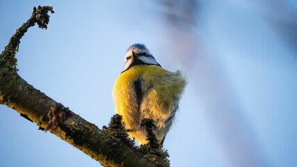 Closeup of a majestic Eurasian blue tit bird perched on a tree branch