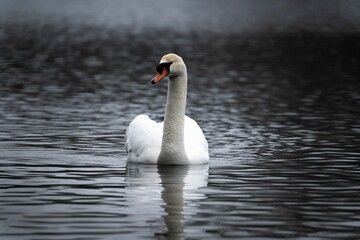 White swan swimming peacefully on a tranquil lake
