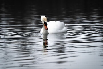 White swan swimming peacefully on a tranquil lake