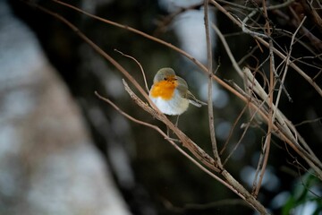 Robin perching on tree branch