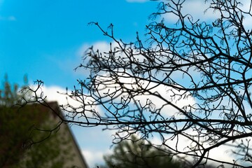 Scenic view of branches of a bare tree against a cloudy blue sky