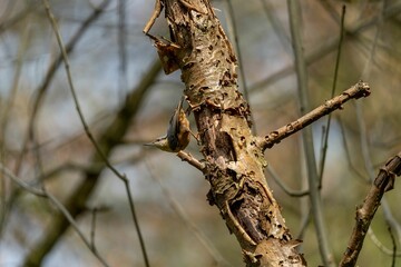 Small brown-feathered bird perched atop a barren tree branch