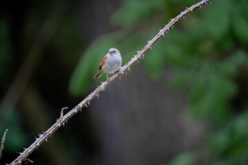 Small bird perched on a tree branch against a backdrop of lush green foliage