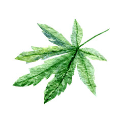 Green cannabis indica leaf painted in watercolor. Hand drawn marijuana illustration isolated on white background - 767979645