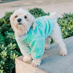 a dog in a green shirt standing on a ledge outside