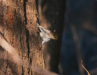 Bushy-tailed squirrel scurrying up the side of a 
tree trunk in a forest