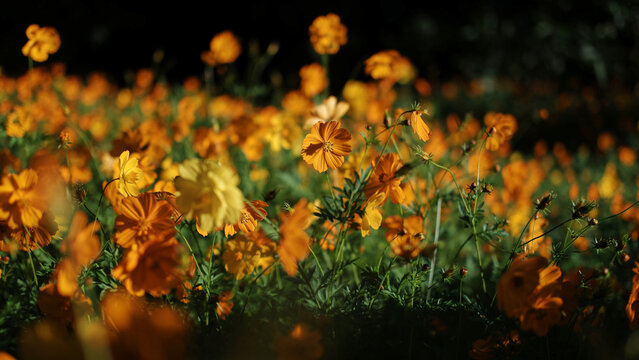orange and yellow flowers in the grass