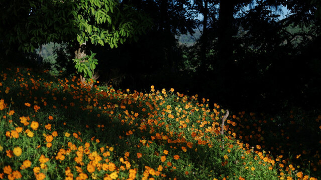 sunrays on orange flowers in a forest meadow