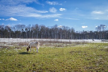 Goat grazing in the green field partly covered in snow