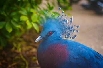 Close-up shot of a Victoria crowned pigeon on a blurred background