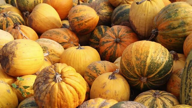 A lot of yellow and green pumpkin at outdoor farmers market. Colorful stripe and spot varieties of pumpkins and squashes. Crop. Halloween and Thanksgiving holiday. Slow motion