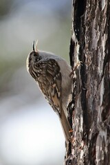 Close-up shot of a Eurasian treecreeper bird perched on a tree trunk